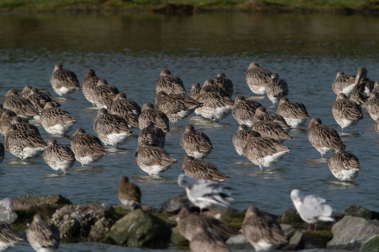 View of curlews in lake