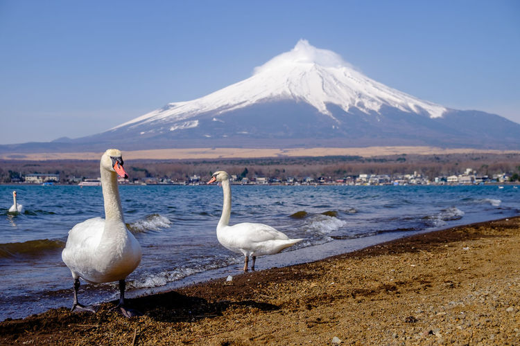 White ducks on snow covered land