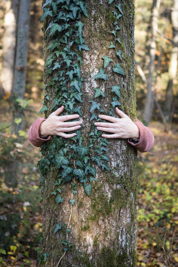 Midsection of person holding pine tree