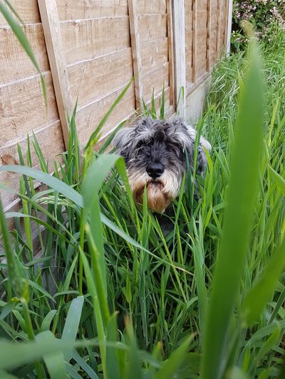 Close-up of dog on grass