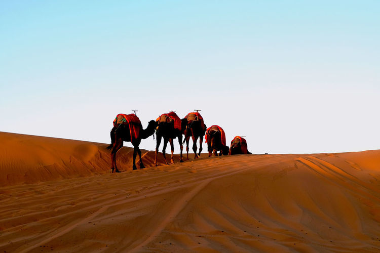Camels on the dunes