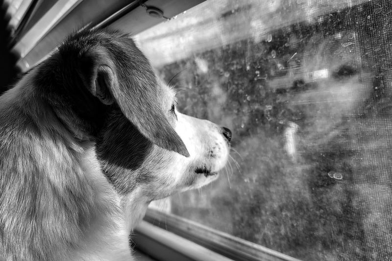 Close-up of an animal seen through train window