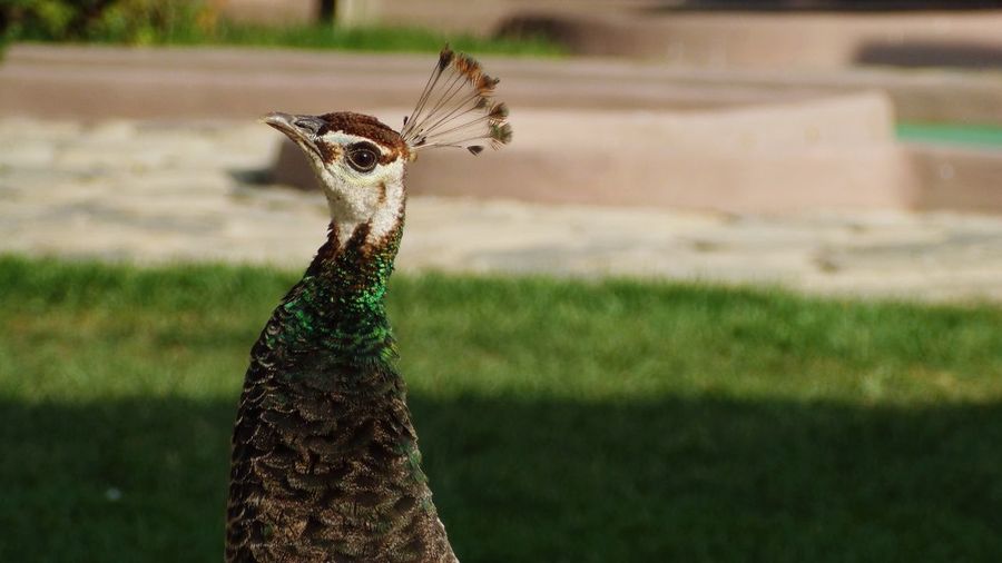 Peahen on grass