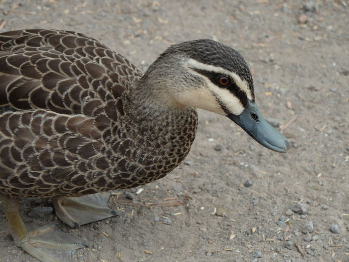 Close-up of duck on sand