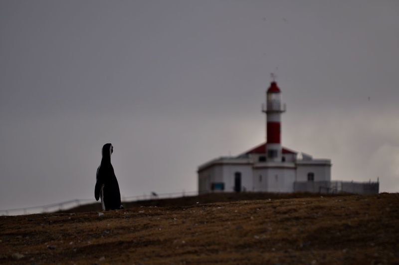 Penguin looking at lighthouse against sky