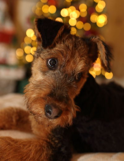 Close-up of dog looking away against illuminated christmas light