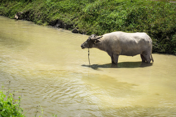 Water buffalo standing in the river