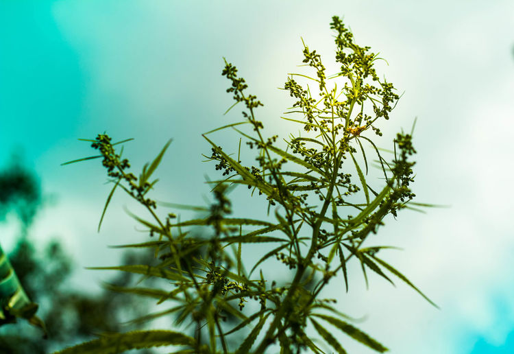 Low angle view of flowering plant against sky