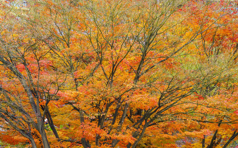 Scenic view of autumnal trees