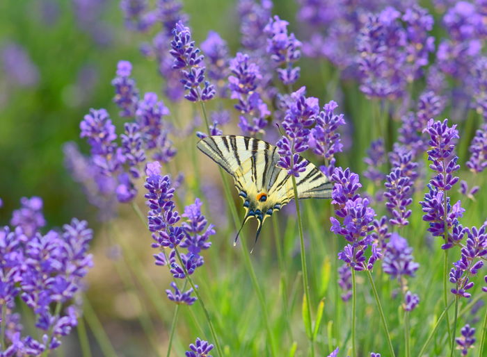 Close-up of butterfly pollinating on purple lavender flowering plant 