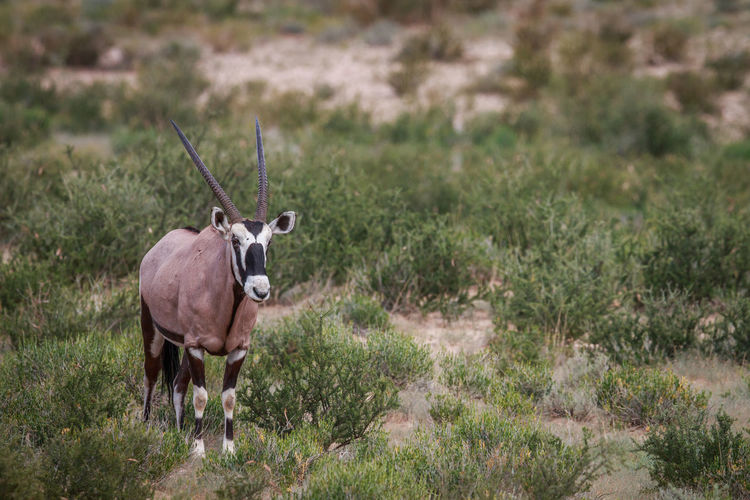 Oryx standing on field