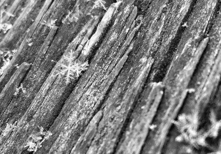 Close-up of wooden plank