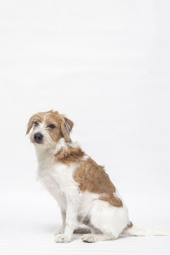 Portrait of dog sitting on floor against white background