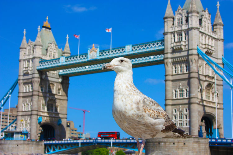 View of seagull on bridge