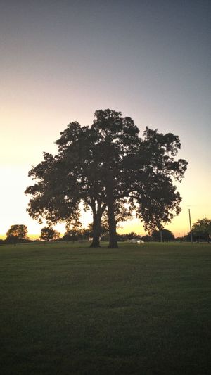 Trees on field against clear sky during sunset