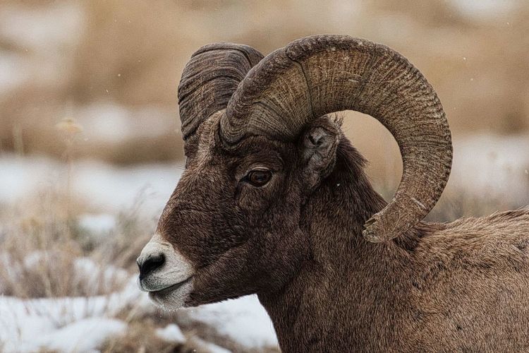 Male mountain sheep with full curl horns in yellowstone national park