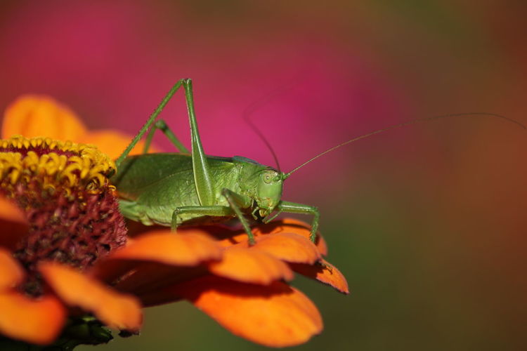 Close-up of grasshopper on orange zinnia at park