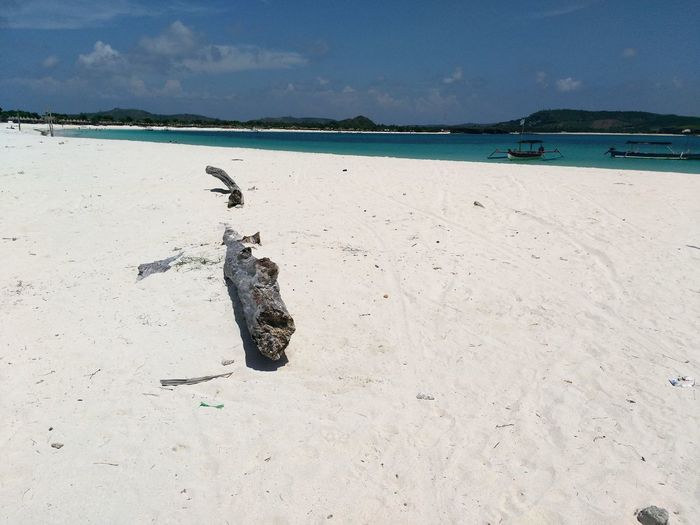 Flock of birds on beach
