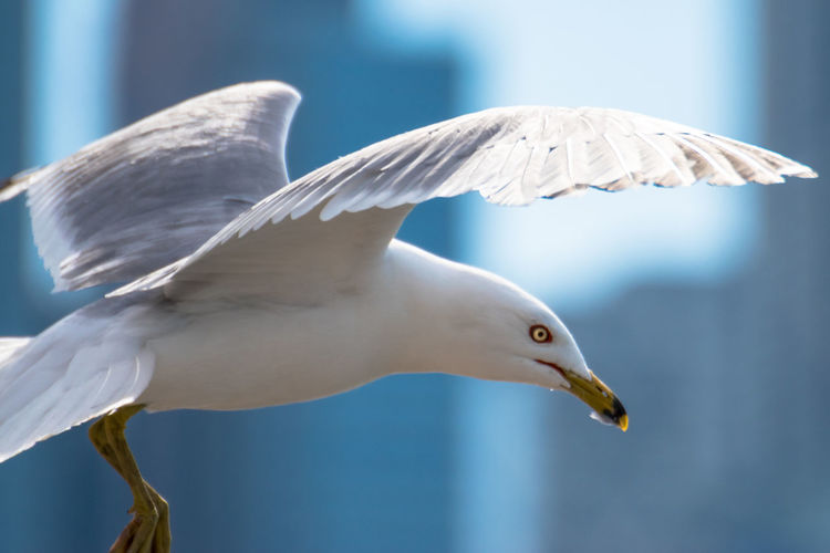 Close-up of seagull flying 