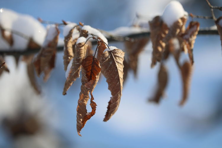 Close-up of dry leaves hanging on tree against sky