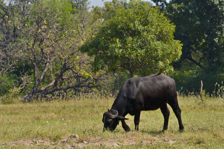 Indian buffalo grazing in the meadow