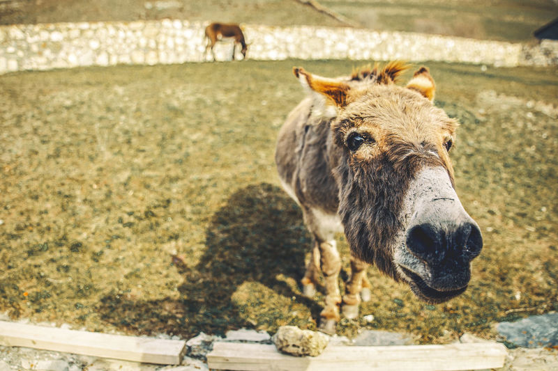 Donkey in the meadow