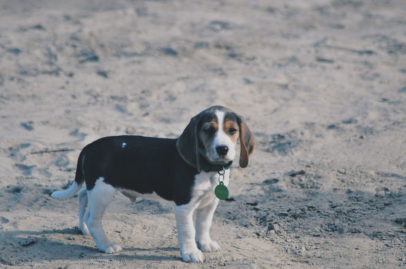 Portrait of dog on sand at beach