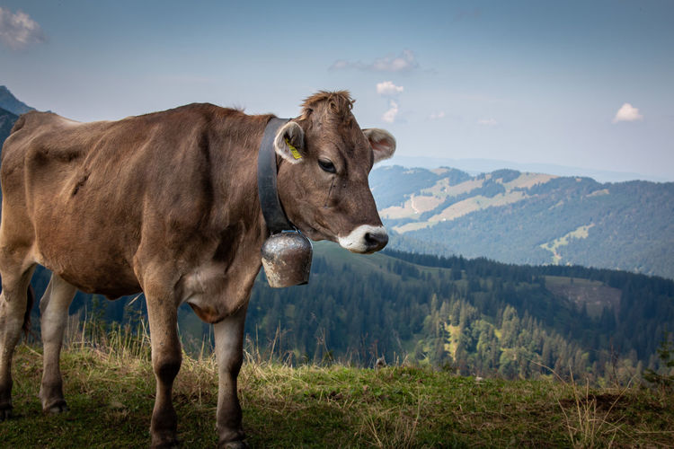 Cow standing on field against mountain range