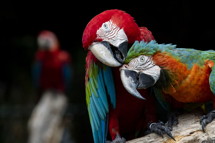 Close-up of scarlet macaws on wood