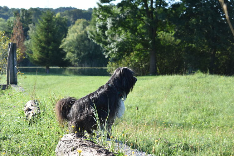 Black dog in a field