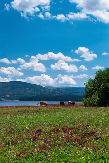 Scenic view of field against sky