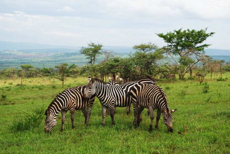 Safari in akagera national park rwanda africa