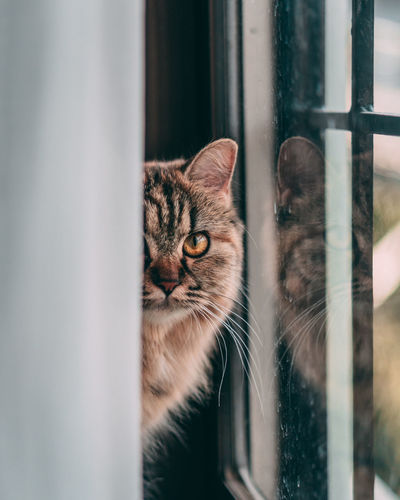 Close-up portrait of cat peeking through window