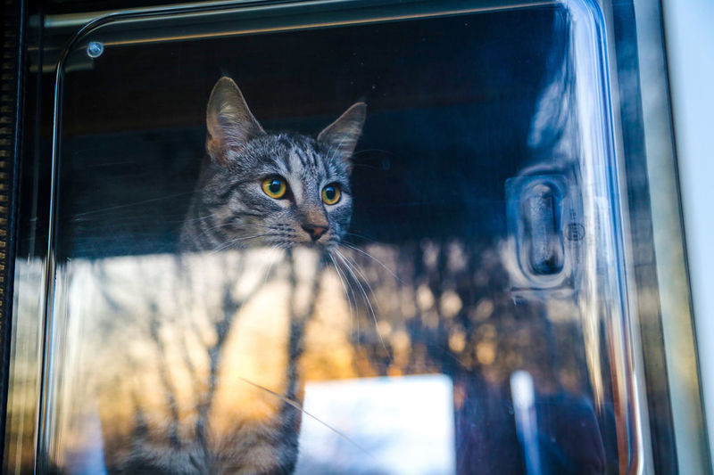 Cat looking through window with reflections of the trees in sunset 