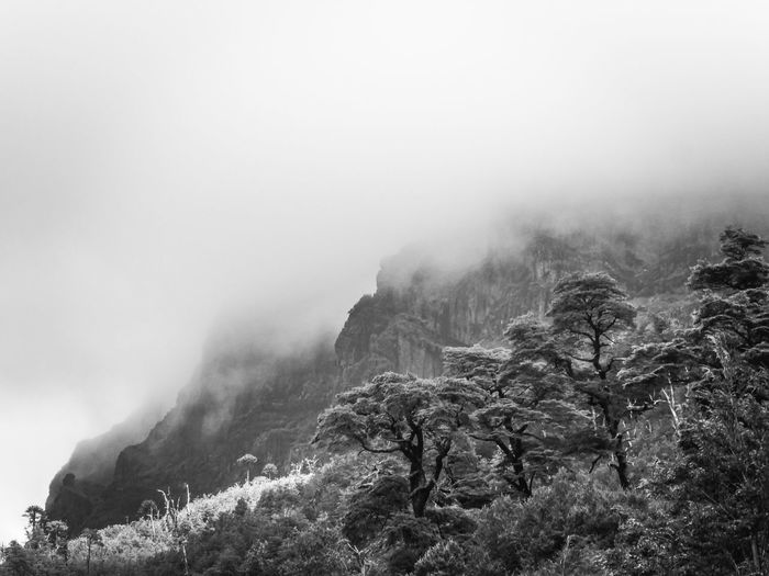 Black and white photo of forest with cloudy mountains