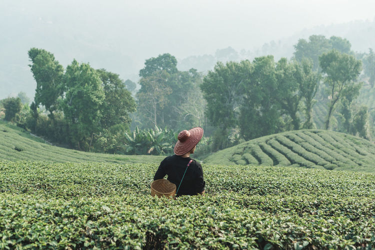 A man in middle of tea platation or tea field