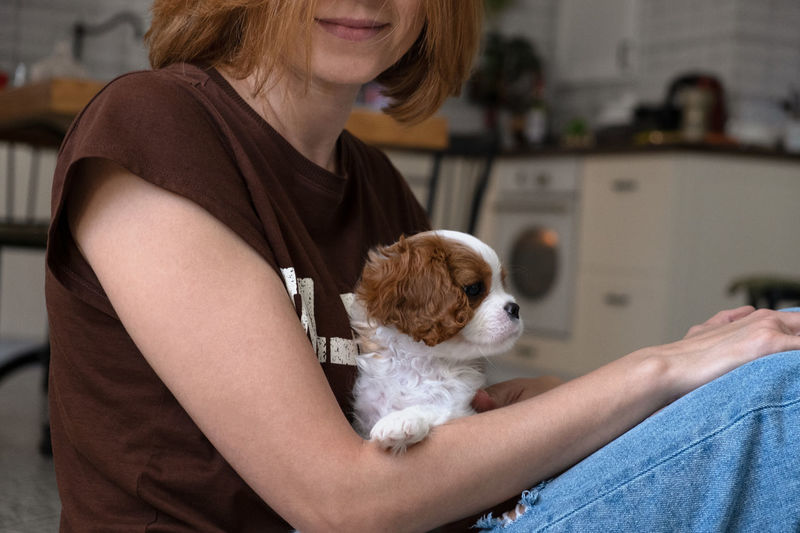 Cavalier king charles spaniel blenheim. close up portrait of cute dog puppy with woman hostess