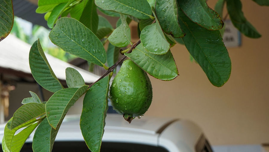 Close-up of fresh fruit on plant