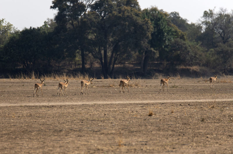 Flock of impslas on a field