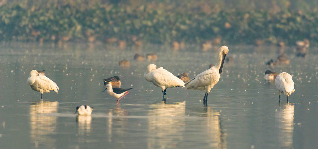 Closeup shot of migratory bird perching on the lake water