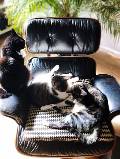 Three cats on eames chair in sunlight