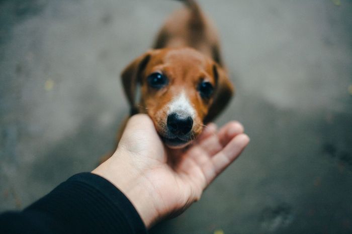 Close-up of hand touching puppy