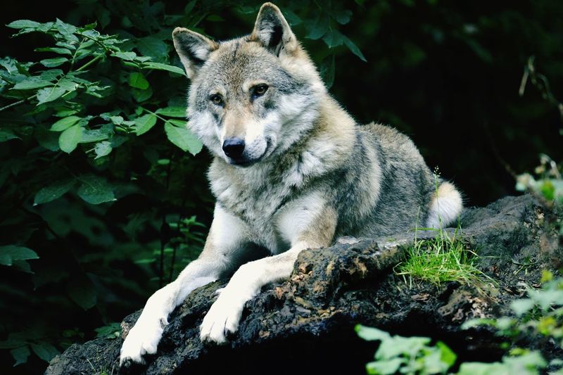 Wolf setting
