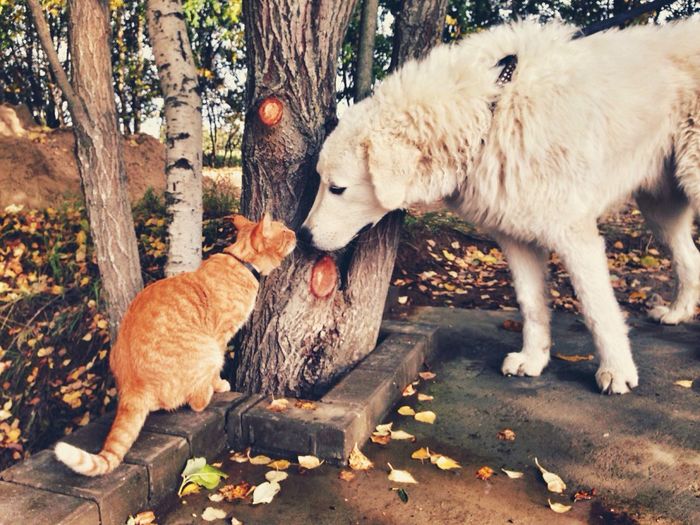 Dog and cat smelling tree