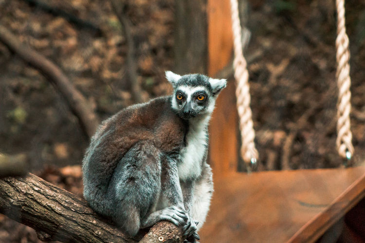 Lemur sitting in an enclosure