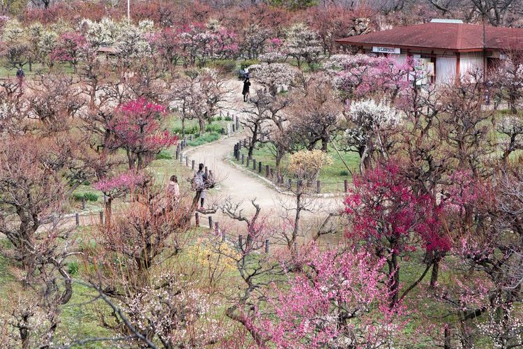 High angle view of pink flowering plants by trees