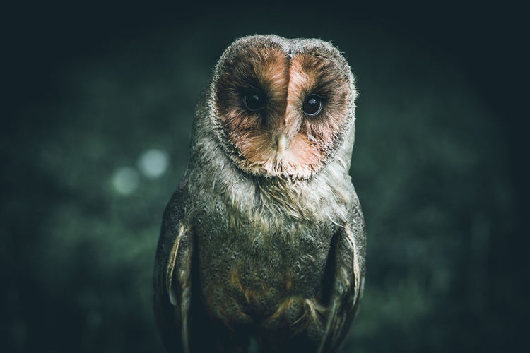 Close-up portrait of owl