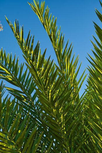 Green branches of a palm tree close-up against the blue sky, vertical postcard for palm sunday