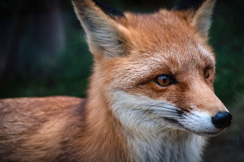 Close-up of fox looking away