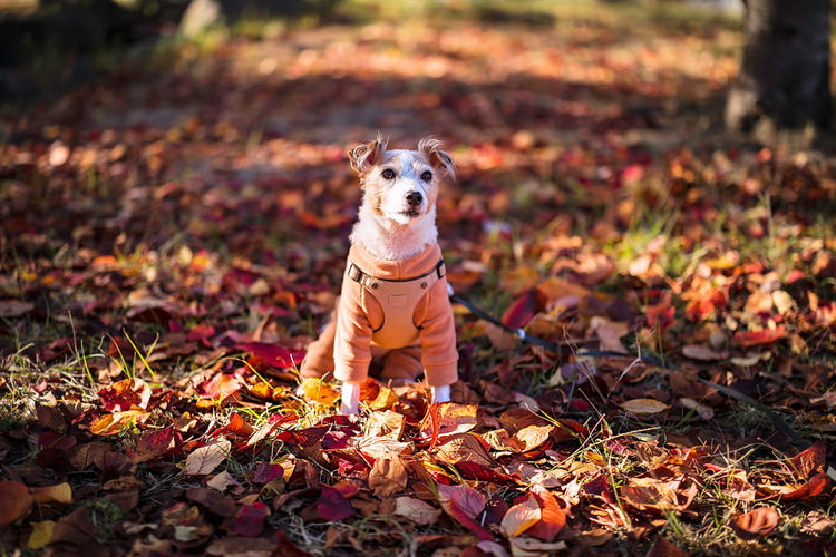 Portrait of a dog on dry leaves